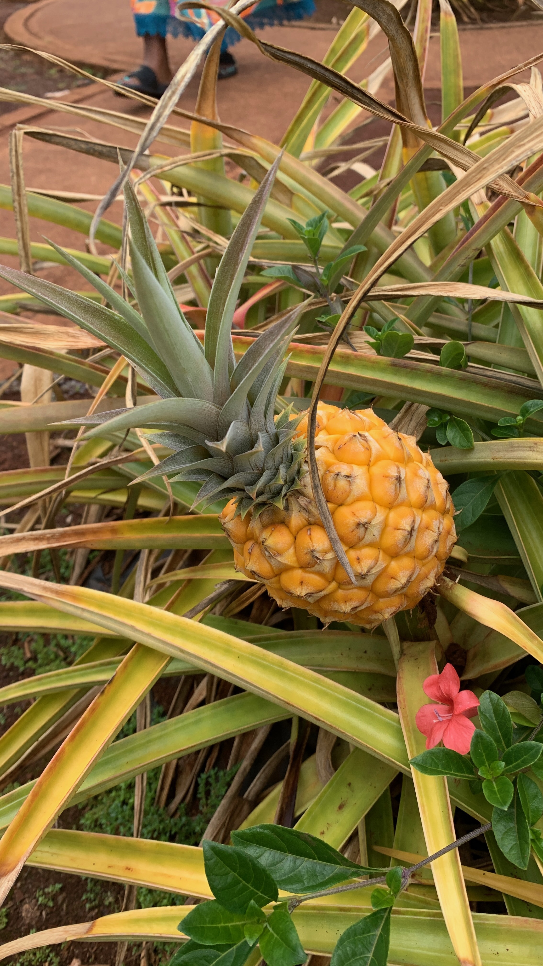 Oahu