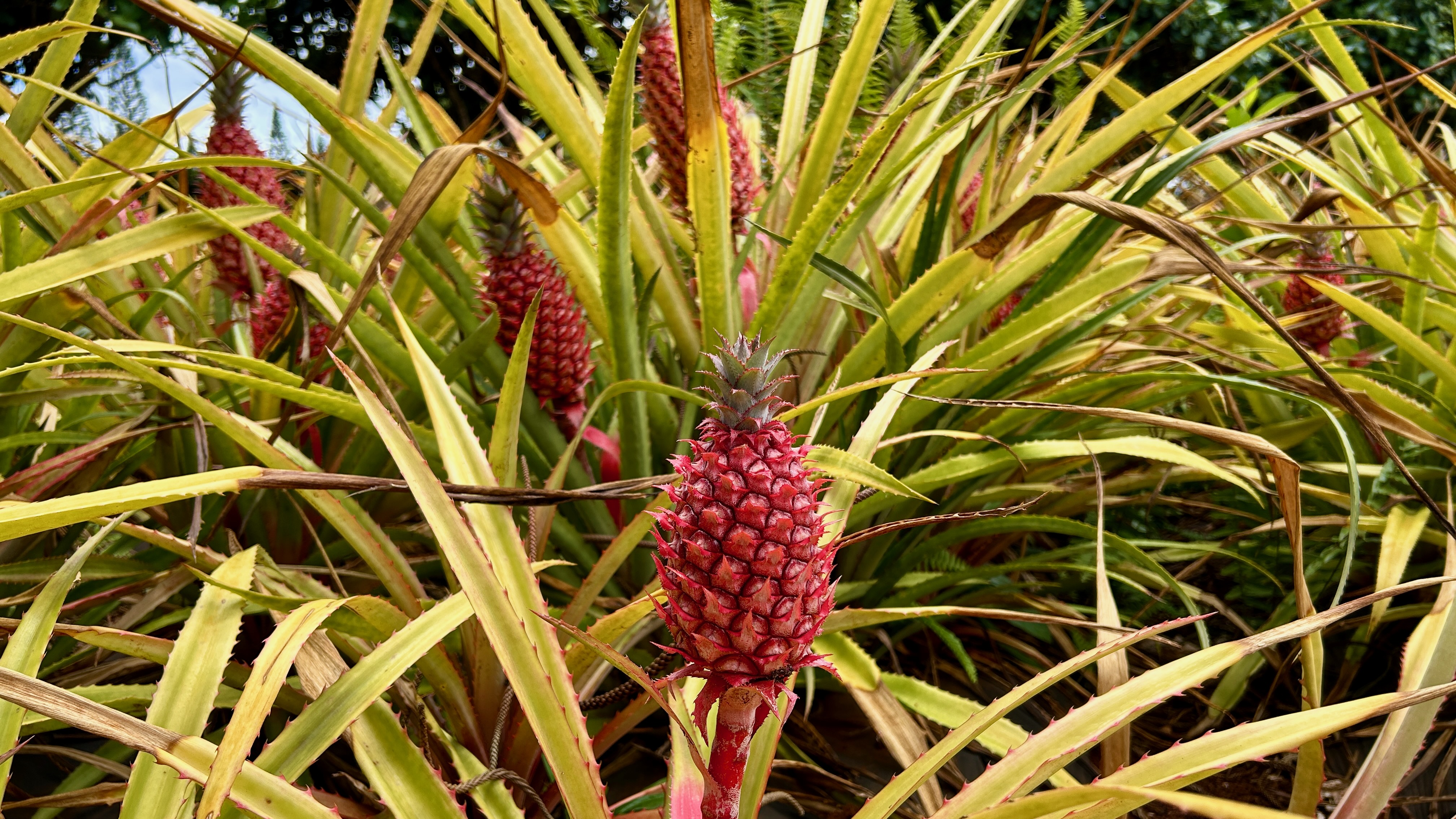Oahu