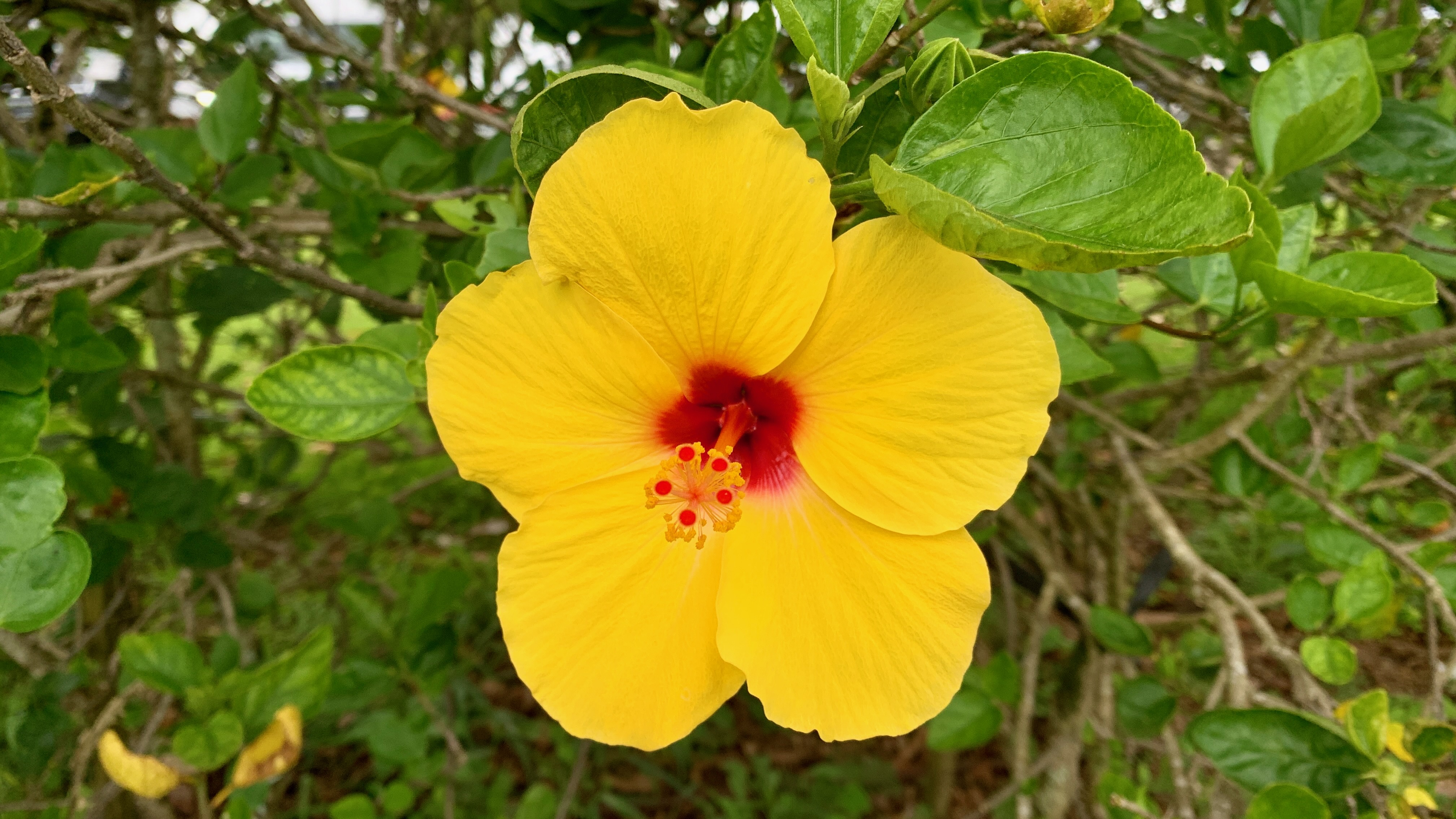 Oahu