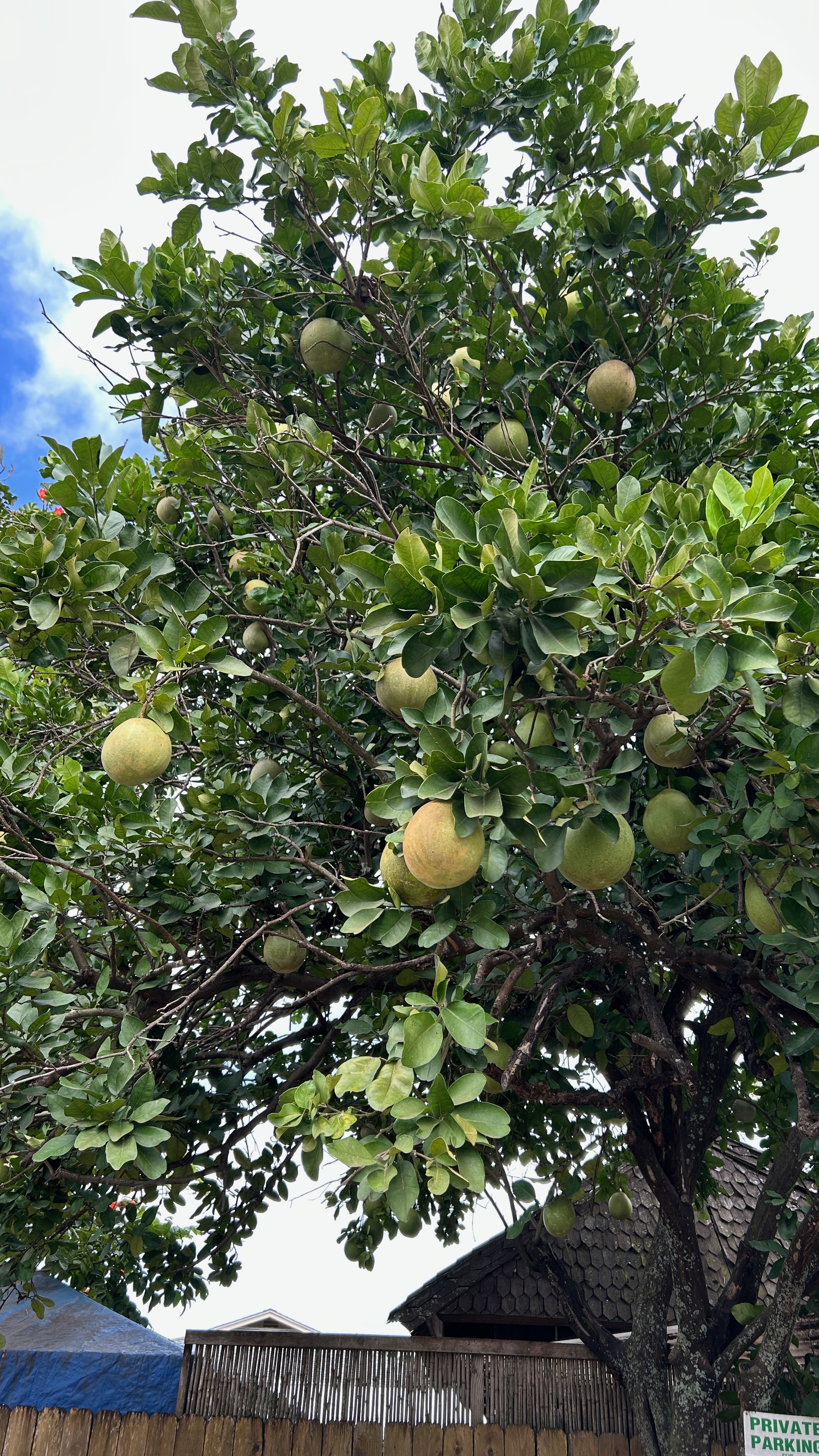 Oahu